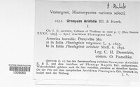 Puccinia scribneriana image